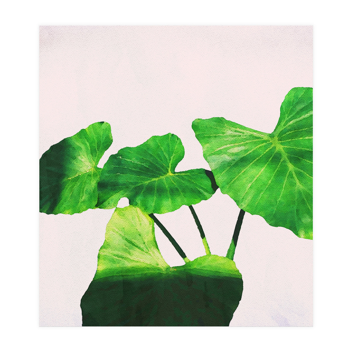 Taro Dimensionality (Print Only)