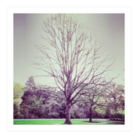 Tree Of Dreams (Print Only)