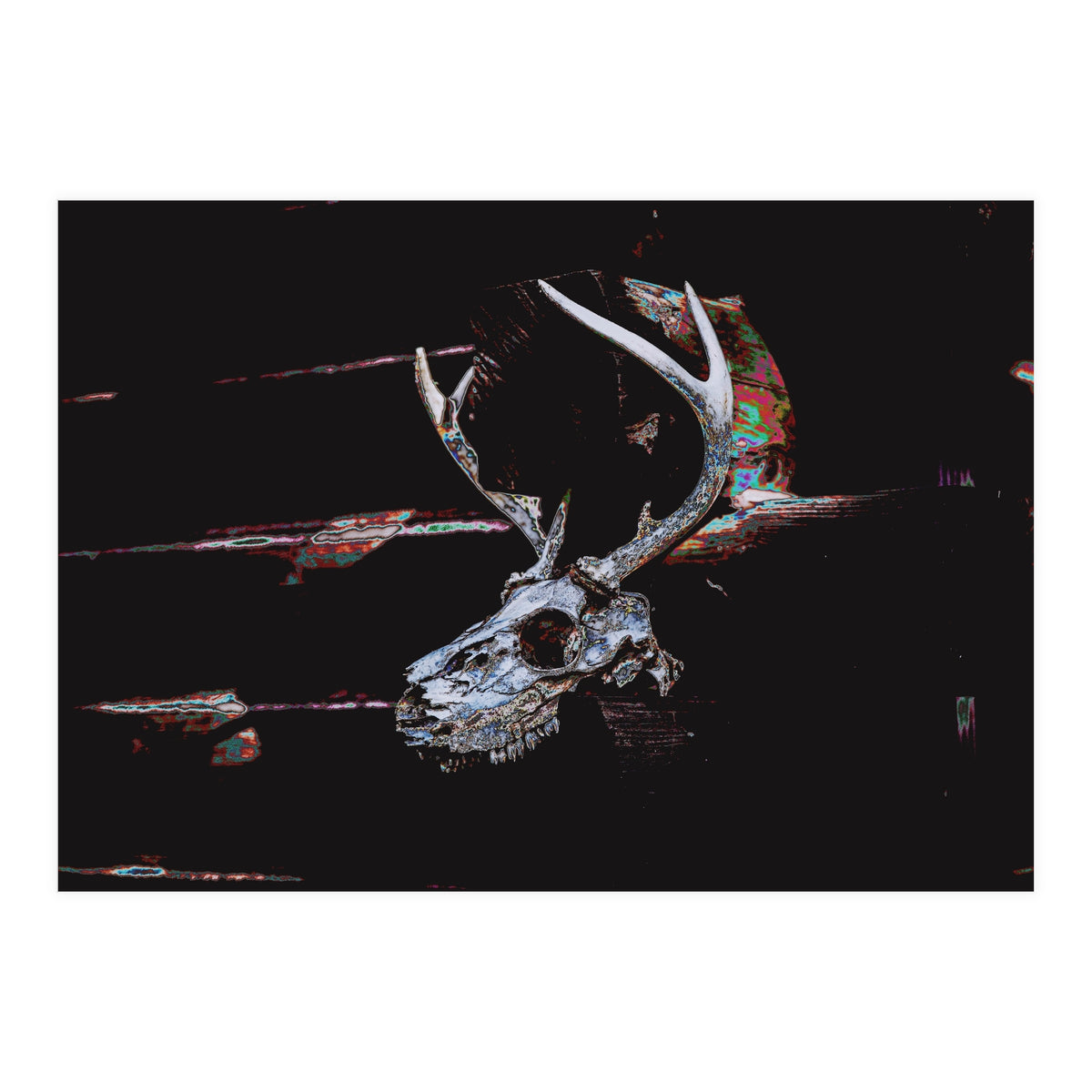 Deer Skull (Print Only)
