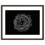 Backyard Flowers In Black And White No 110 thumbnail