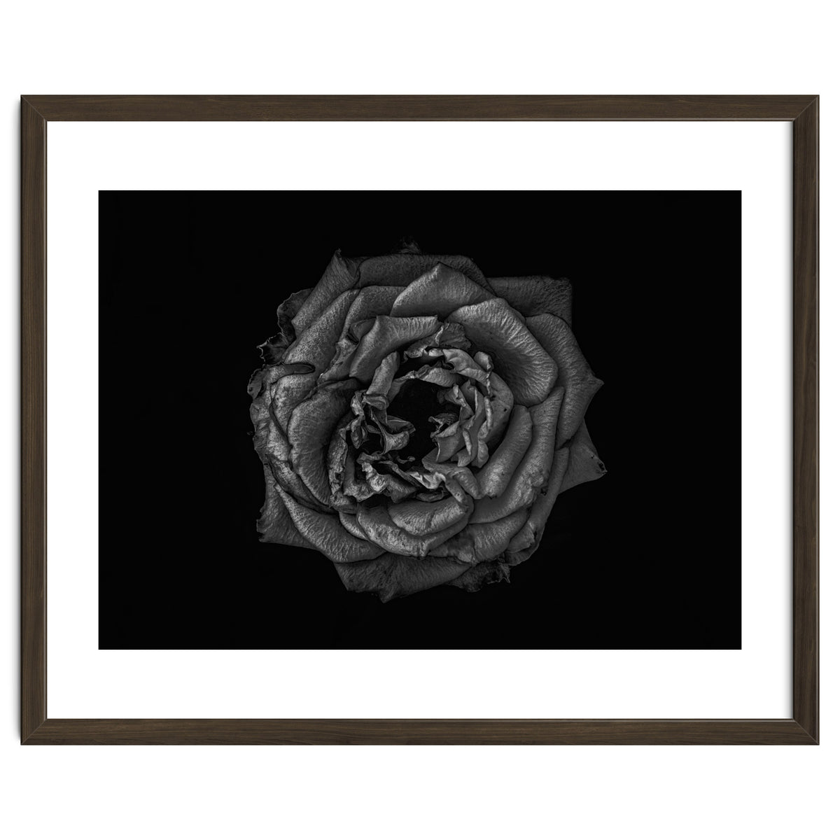 Backyard Flowers In Black And White No 110