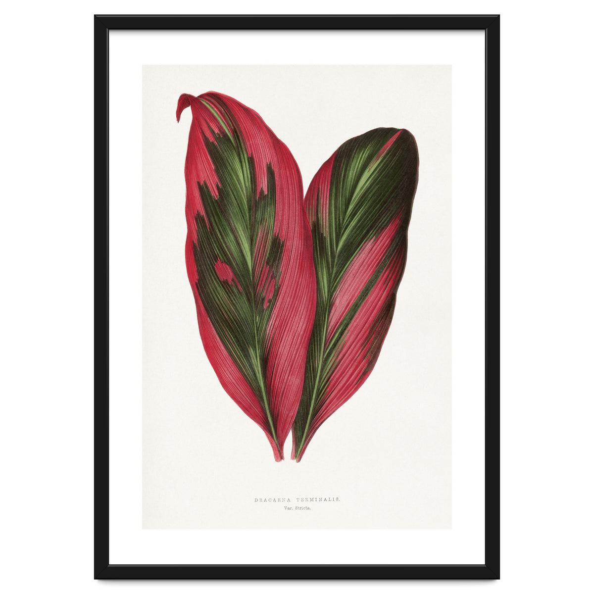 Alexander Francis Lydon & Benjamin Fawsett – Pink Dracaena Terminalis Leaf (1865)