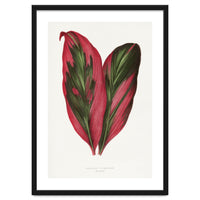 Alexander Francis Lydon & Benjamin Fawsett – Pink Dracaena Terminalis Leaf (1865)