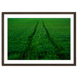 Track and Field thumbnail