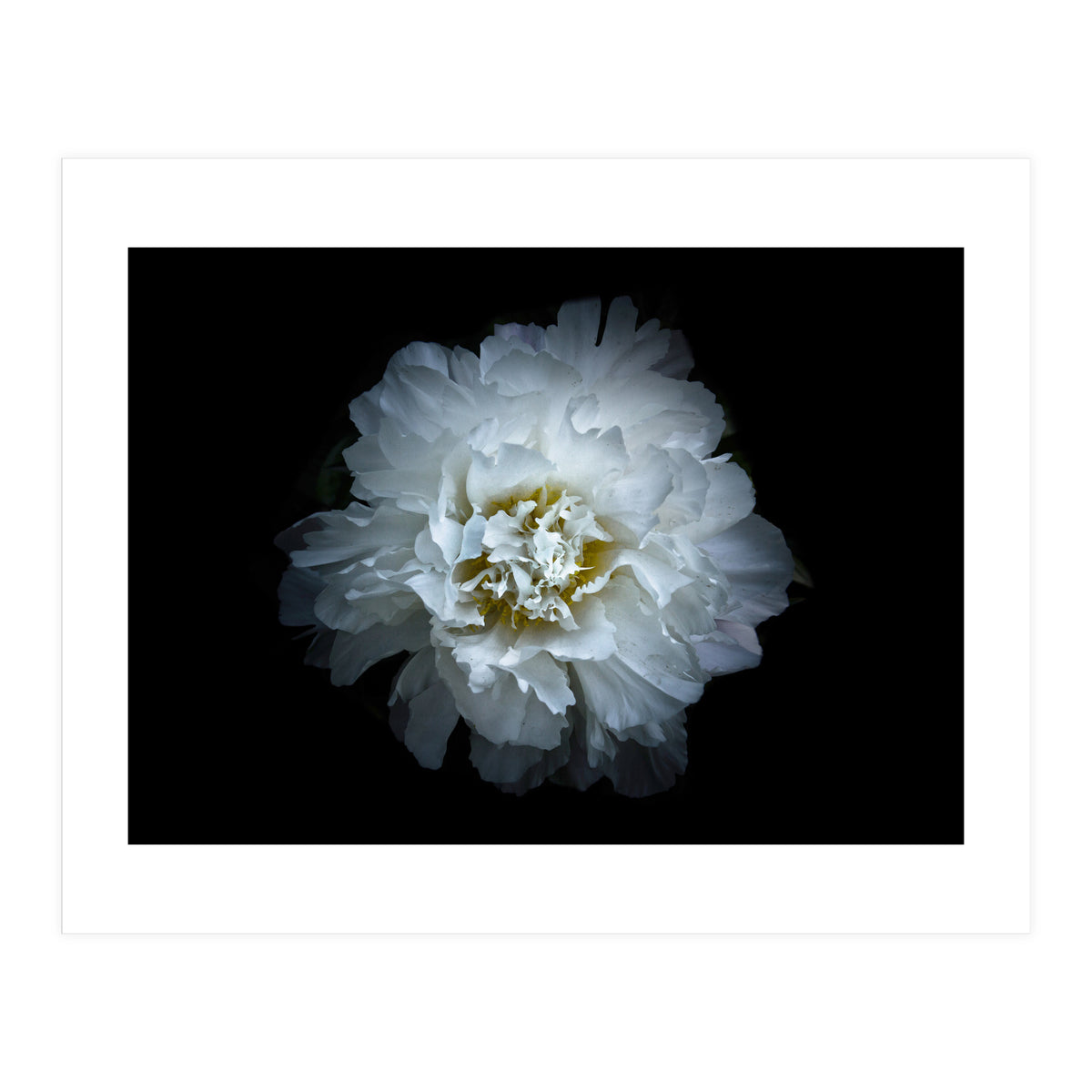 Backyard Flowers No 90 Color Version (Print Only)