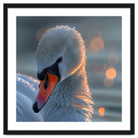 Close Up Of A Swan With Water Droplets