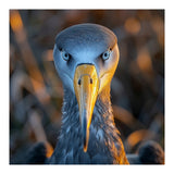 Great Blue Heron Closeup Dramatic Portrait (Print Only) thumbnail