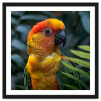 Close Up Of A Colorful Sun Conure Parrot