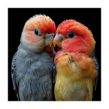 Two Lovebirds Nuzzle Together (Print Only) thumbnail