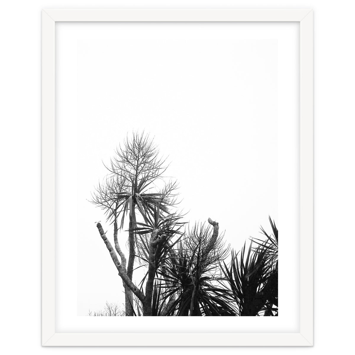 Miminalist Palm