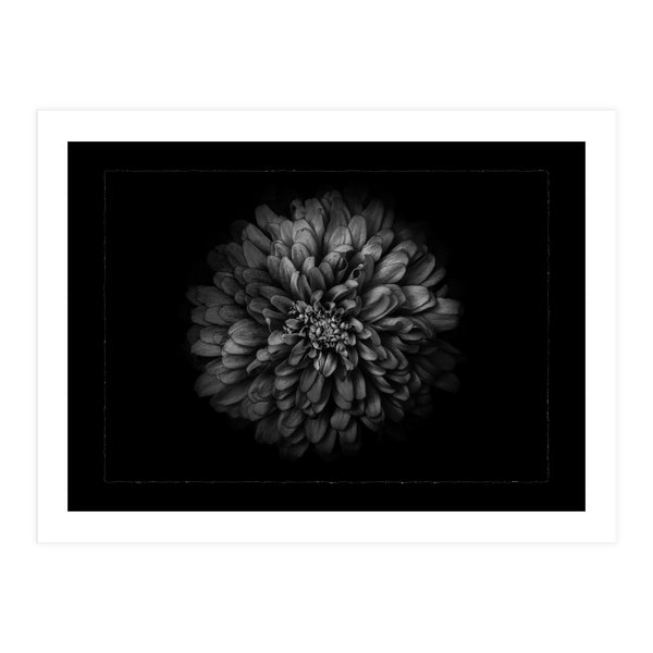 Backyard Flowers In Black And White No 68 with Border (Print Only)