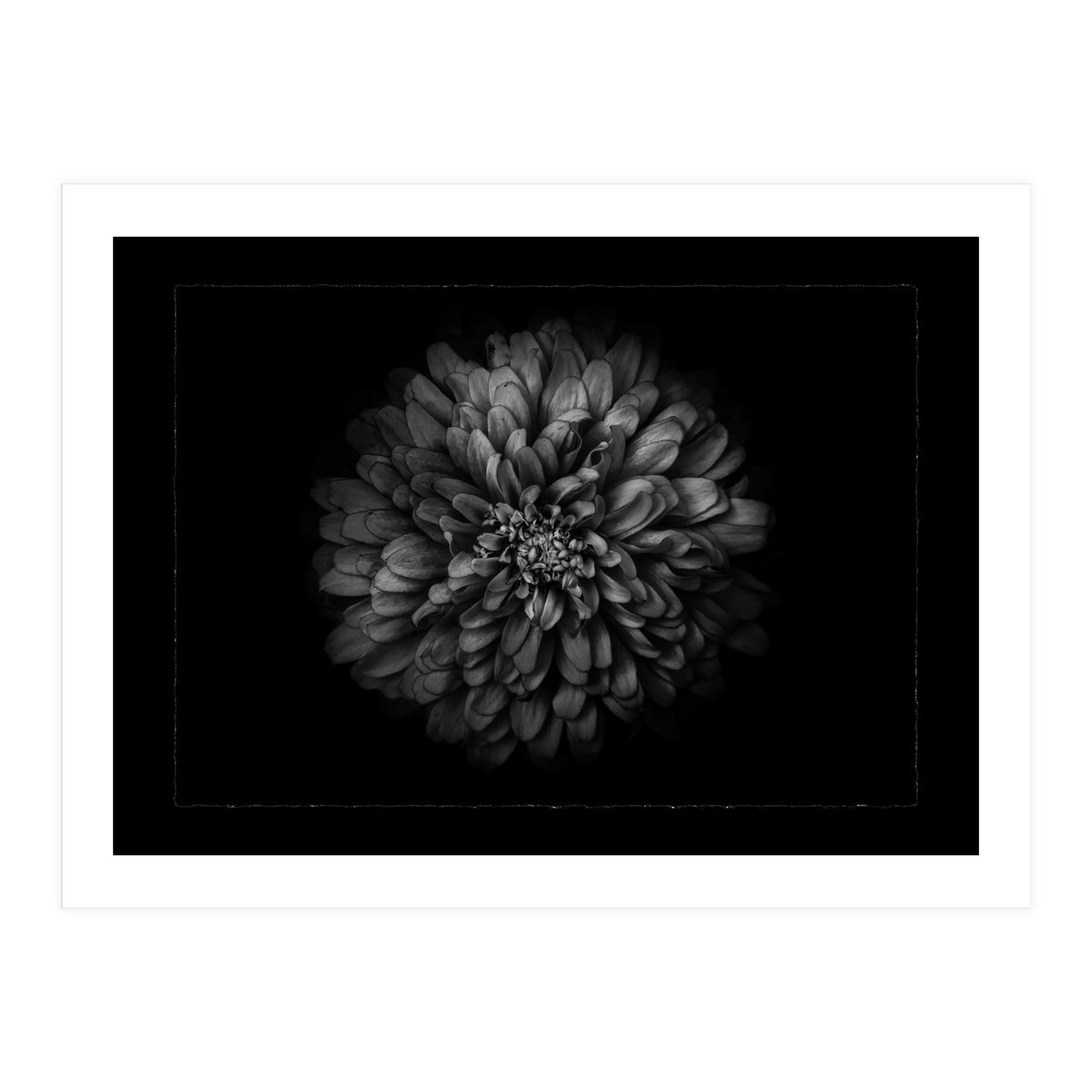 Backyard Flowers In Black And White No 68 with Border (Print Only)