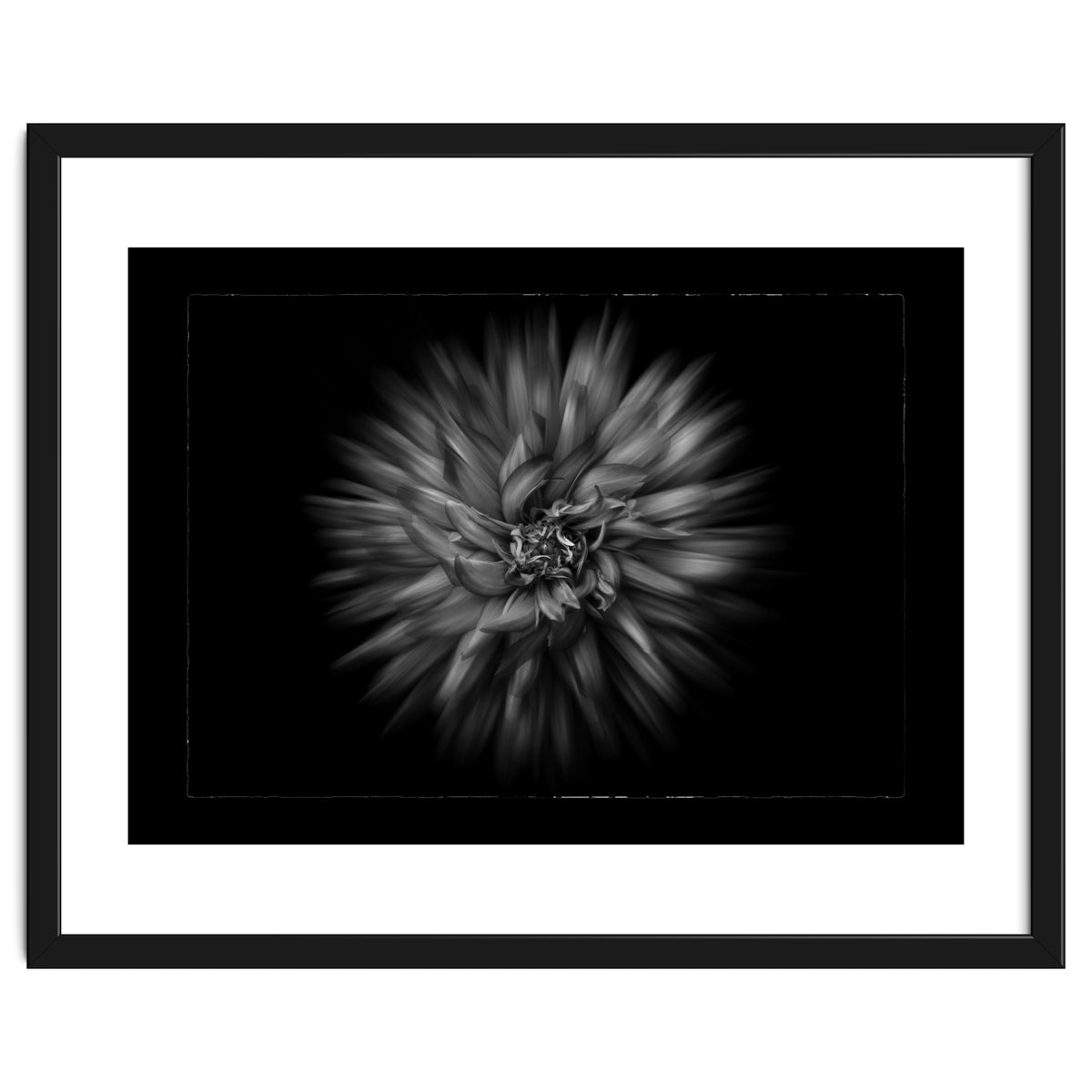 Backyard Flowers In Black And White No 20 Flow Version with Border