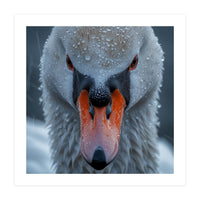 Close Up Of A Swan's Face With Water Droplets (Print Only)