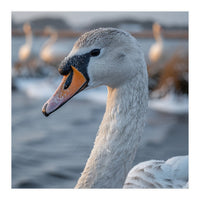 Majestic Swan Portrait In Snowy Waters (Print Only)