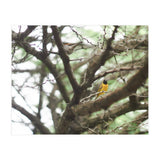 Mini sun (Print Only) thumbnail