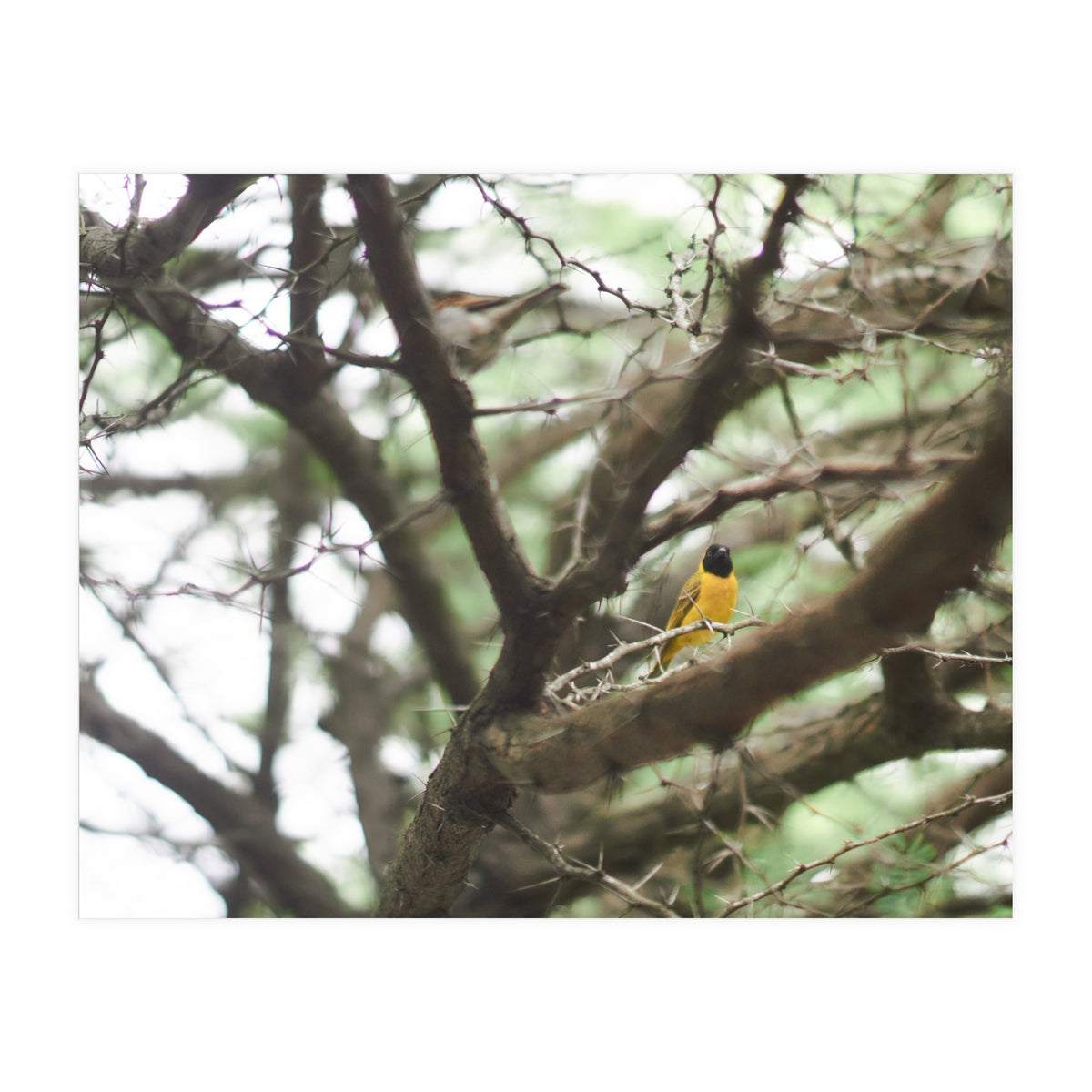 Mini sun (Print Only)