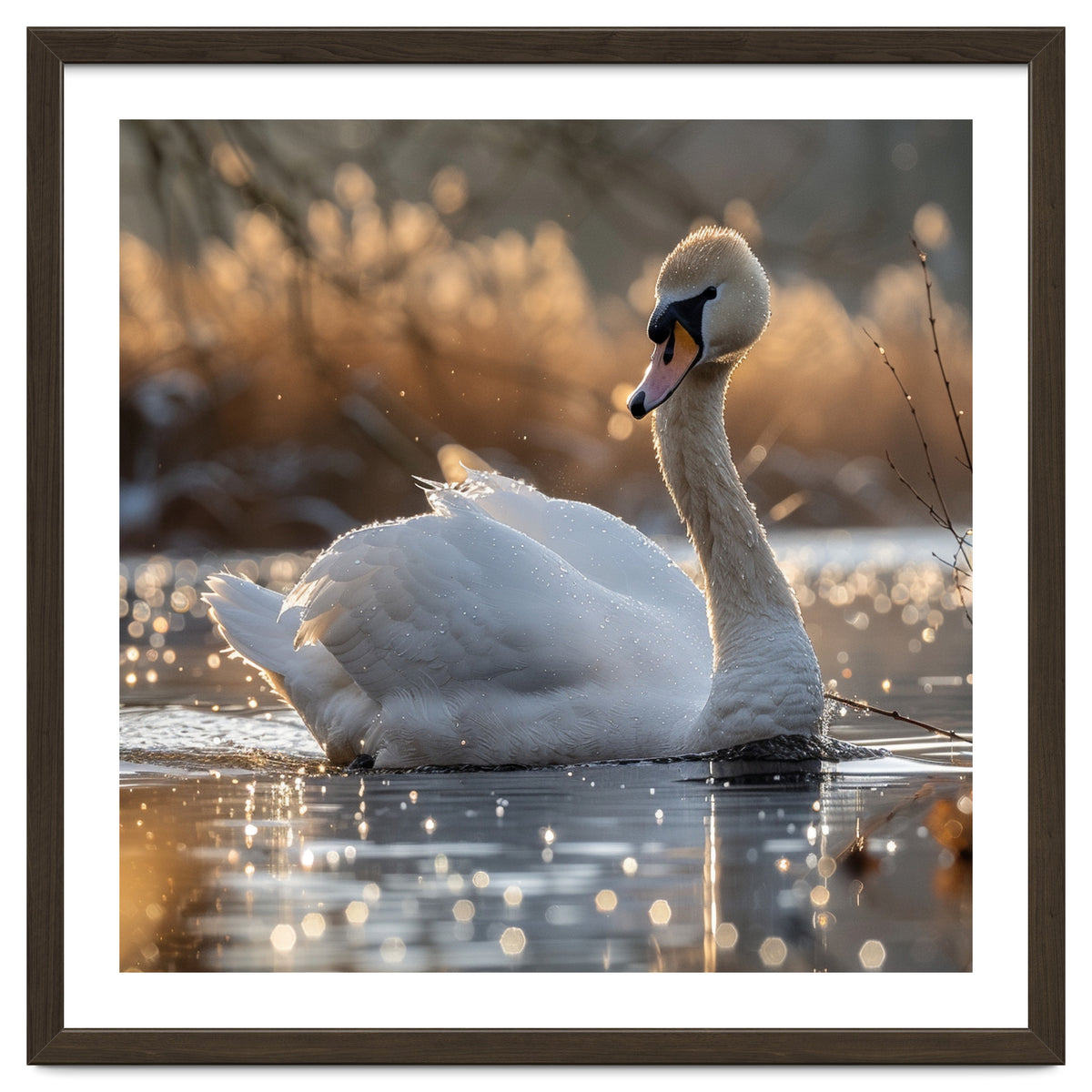 Majestic Swan On Calm Water During Sunset Nature Scene