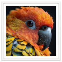 Close Up Of A Sun Conure Parrot's Head