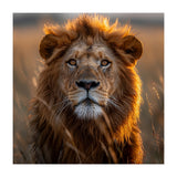 Majestic Lion Face In Golden Hour Sunlight (Print Only) thumbnail