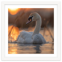 Majestic Swan Swimming At Sunrise Serene Water