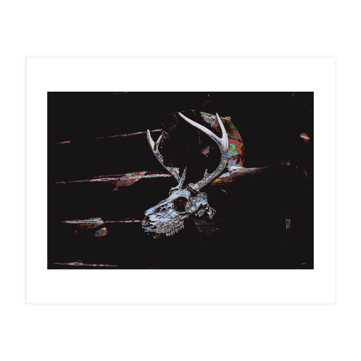 Deer Skull (Print Only)