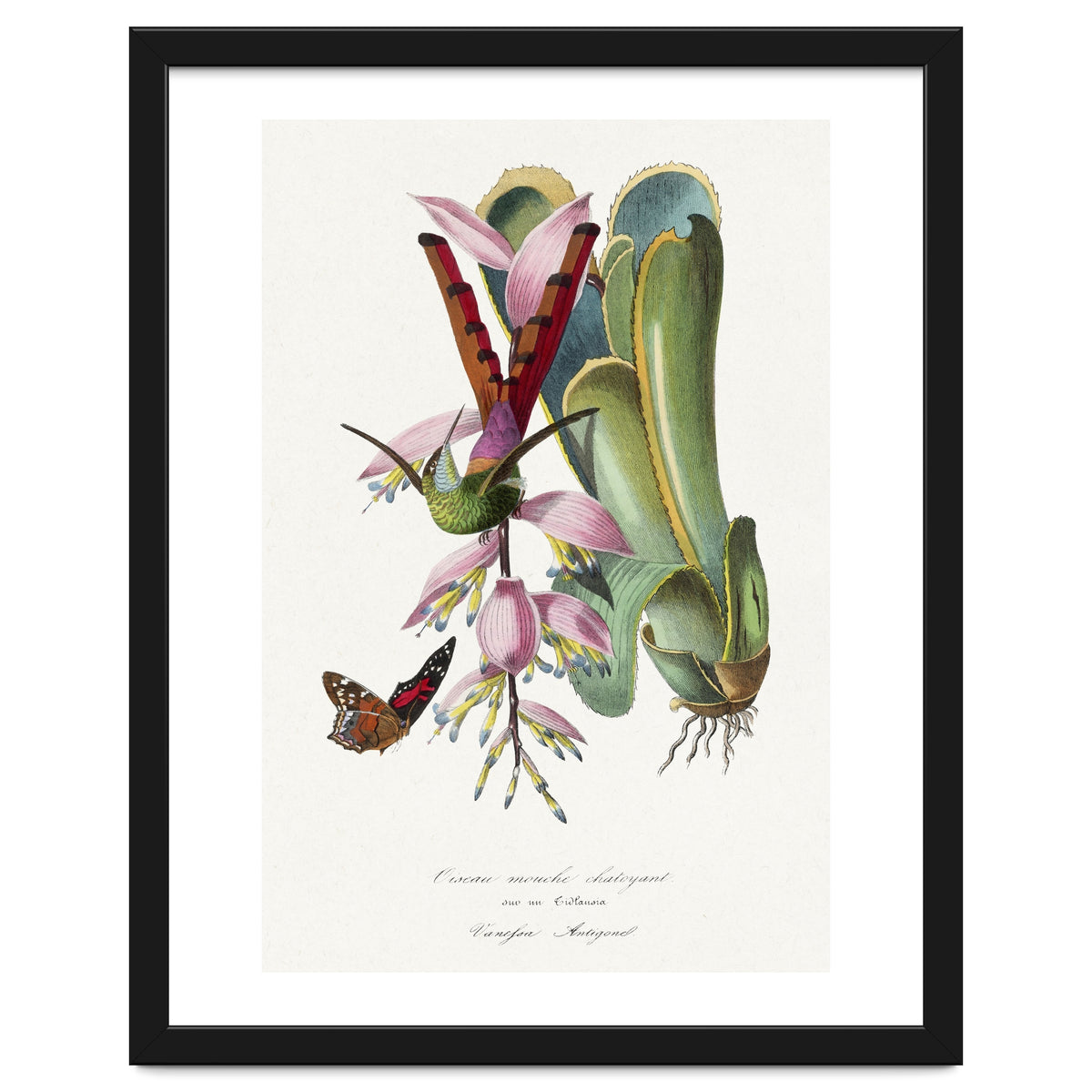 Paul Gervais – Hummingbird Painting (1842)