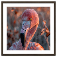 Close Up Of A Pink Flamingo Head In Sunlight