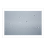 Flying seagulls in the winter sky (Print Only) thumbnail
