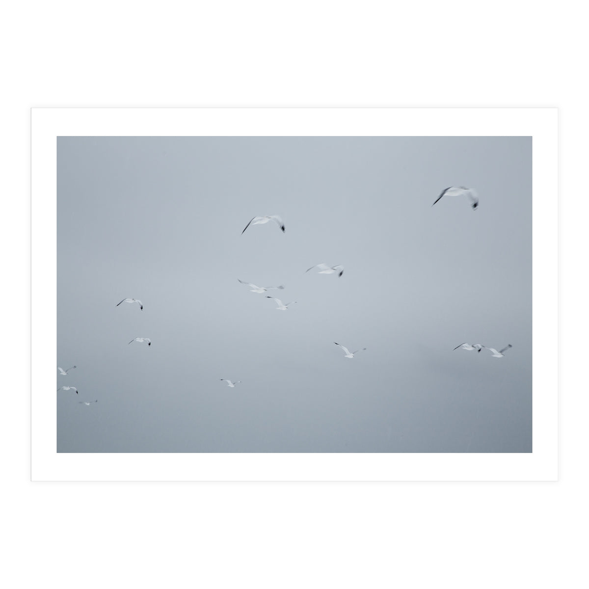 Flying seagulls in the winter sky (Print Only)
