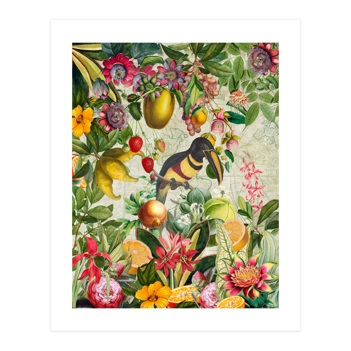 Toucan vintage jungle  (Print Only)