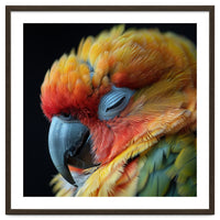 Close Up Of A Sleeping Sun Conure Parrot
