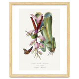 Paul Gervais – Hummingbird Painting (1842) thumbnail