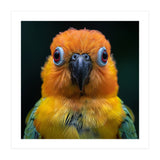 Close Up Sun Conure Parrot Portrait Eyes (Print Only) thumbnail