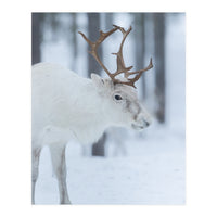 Portrait of a reindeer (Print Only)