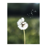 Dandelion Wish Photography (Print Only) thumbnail