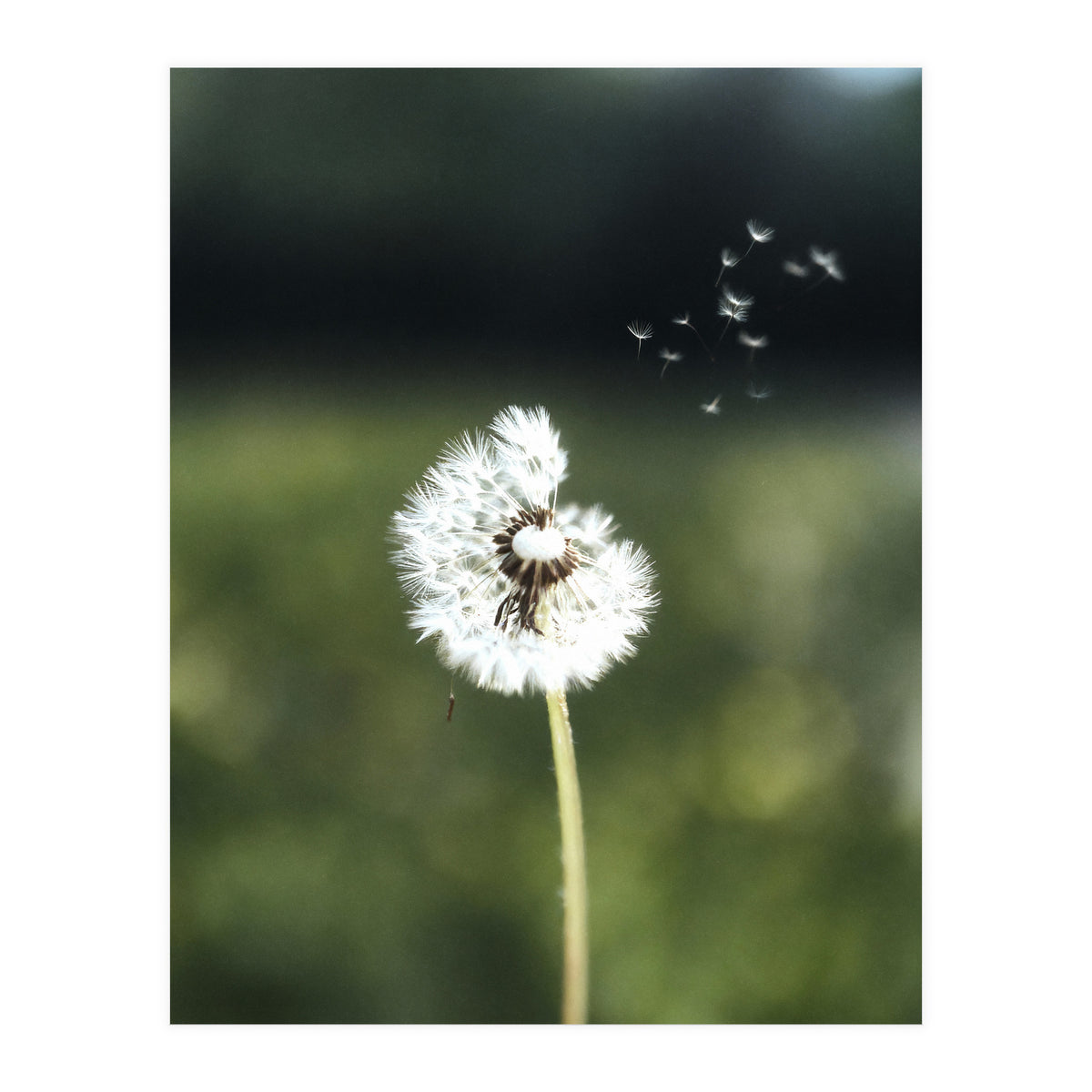 Dandelion Wish Photography (Print Only)