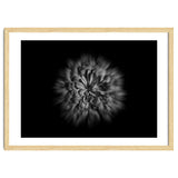 Backyard Flowers In Black And White No 48 Flow Version thumbnail