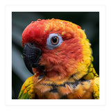 Sun Conure Parrot Bird With Water Droplets (Print Only) thumbnail