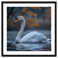 Swan Floating Gracefully On Water In Autumn
