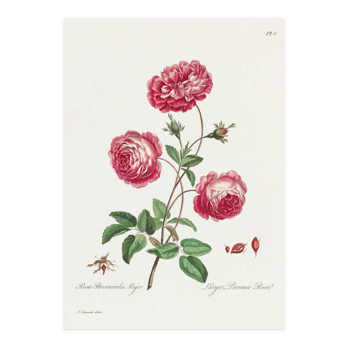 John Edwards – Larger Provence Rose (1770–1775) (Print Only)