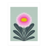 Chrysanthemum - turquoise and pink (Print Only) thumbnail