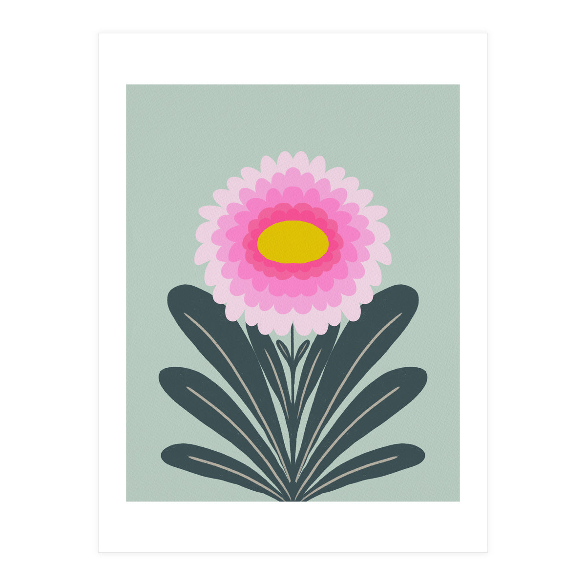 Chrysanthemum - turquoise and pink (Print Only)