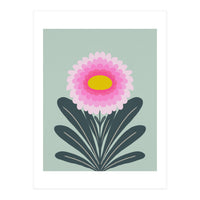 Chrysanthemum - turquoise and pink (Print Only)