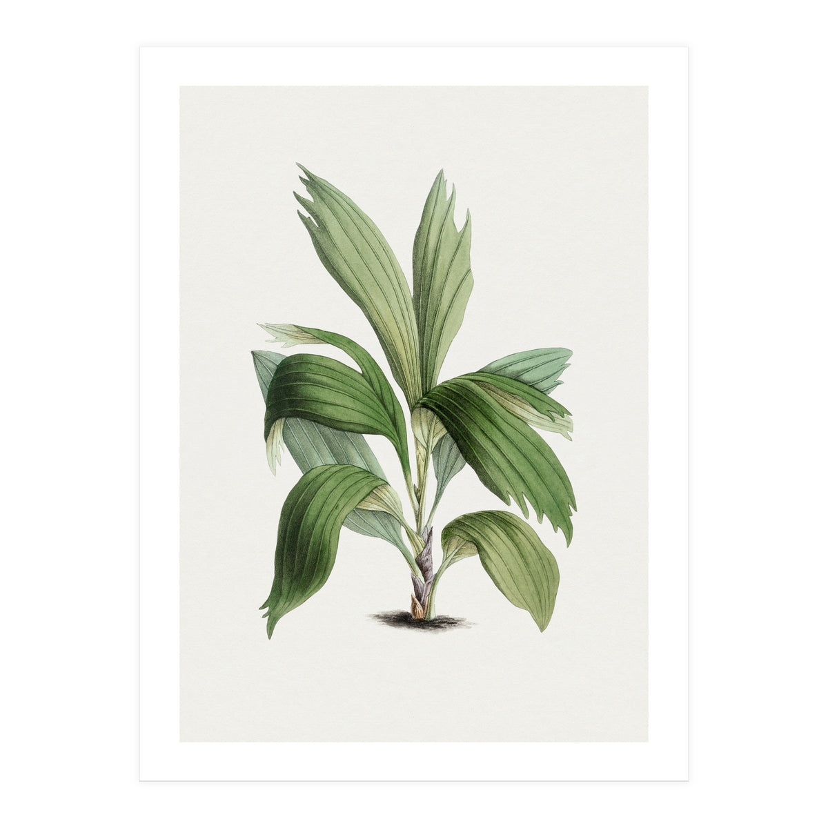 Areca Palm (Hand Drawn Botanical Illustration) (Print Only)