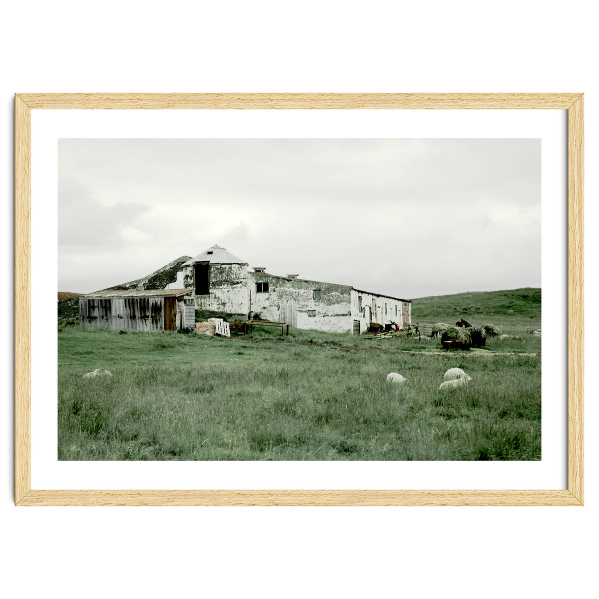 Sheep with a farmhouse - Iceland