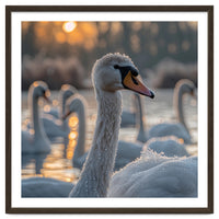 Close Up Of Swan With Water Droplets At Sunrise