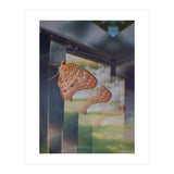 Evolving (Print Only) thumbnail