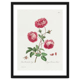 John Edwards – Larger Provence Rose (1770–1775) thumbnail