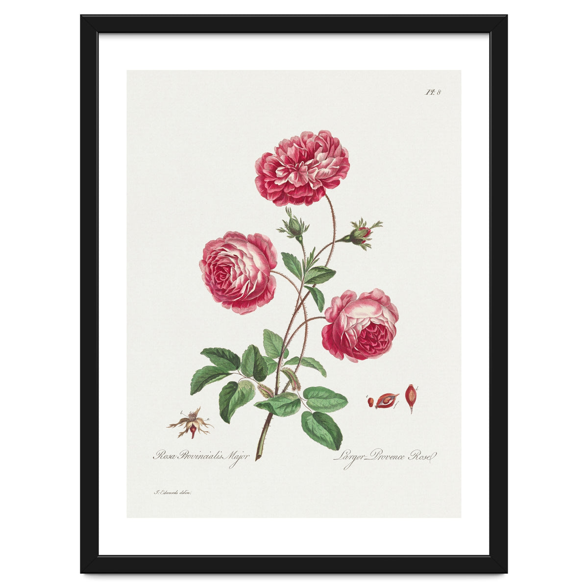 John Edwards – Larger Provence Rose (1770–1775)